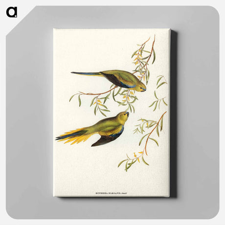 アートパネル-Elegant Grass-Parakeet
 - オーストラリアの鳥 Canvas.