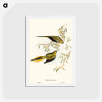 アートポストカード-Elegant Grass-Parakeet
 - オーストラリアの鳥 Postcard.