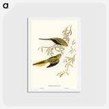 アートポストカード-Elegant Grass-Parakeet
 - オーストラリアの鳥 Postcard.