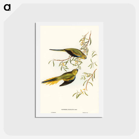 アートポストカード-Elegant Grass-Parakeet
 - オーストラリアの鳥 Postcard.