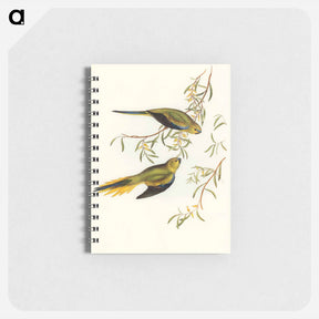 アートメモ帳-Elegant Grass-Parakeet
 - オーストラリアの鳥 Memo.