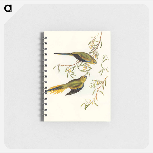 アートメモ帳-Elegant Grass-Parakeet
 - オーストラリアの鳥 Memo.