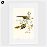 アートポスター-Elegant Grass-Parakeet
 - オーストラリアの鳥 Poster.
