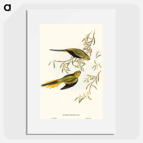 アートポスター-Elegant Grass-Parakeet
 - オーストラリアの鳥 Poster.