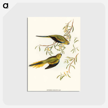 アートポストカード-Elegant Grass-Parakeet
 - オーストラリアの鳥 Postcard.
