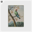 アートポストカード-Bird Study
 - クリーブランド美術館 Postcard.