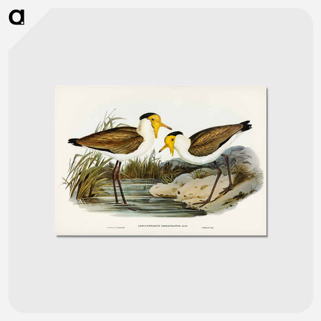 アートポストカード-Masked Pewit
 - ジョン グールド Postcard.
