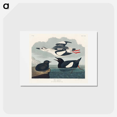 アートポストカード-Black Guillemot
 - ジョン ジェームス オーデュボン Postcard.