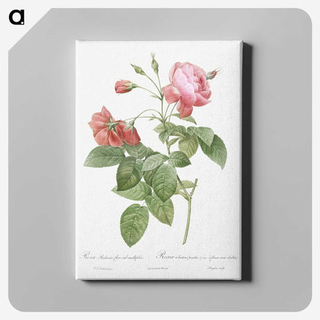 4-33_Pierre-Joseph-Redoute_canvas
