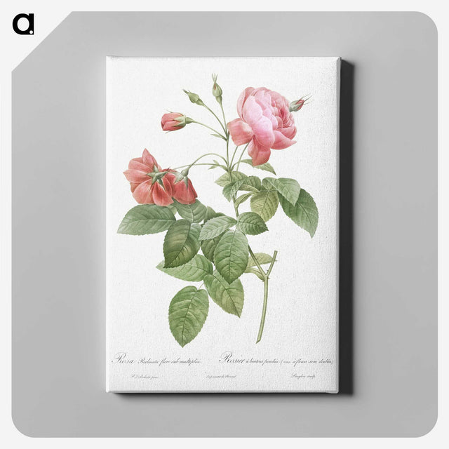 4-33_Pierre-Joseph-Redoute_canvas