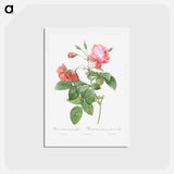アートポストカード-Boursault Rose - ピエール ジョゼフ ルドゥーテ Postcard.