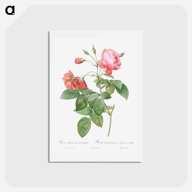 アートポストカード-Boursault Rose - ピエール ジョゼフ ルドゥーテ Postcard.