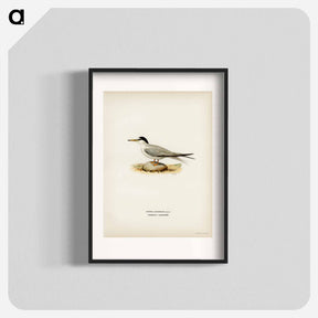 アートポスター-Little Tern
 - スヴェンスカ フォグラル Poster.