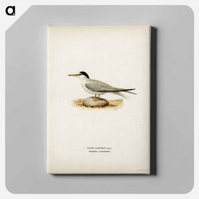 アートパネル-Little Tern
 - スヴェンスカ フォグラル Canvas.