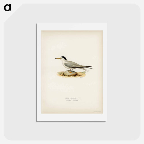 Little Tern
 - スヴェンスカ フォグラル Postcard.