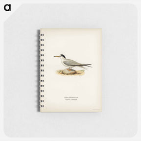 アートメモ帳-Little Tern
 - スヴェンスカ フォグラル Memo.