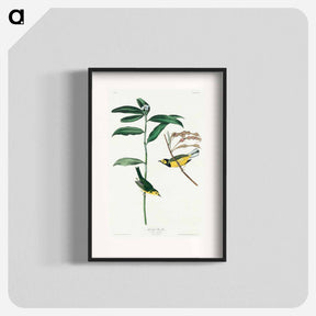 アートポスター-Hooded Warbler from Birds of America
 - アメリカの鳥たち Poster.