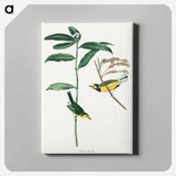 アートパネル-Hooded Warbler from Birds of America
 - アメリカの鳥たち Canvas.