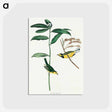 アートポストカード-Hooded Warbler from Birds of America
 - アメリカの鳥たち Postcard.