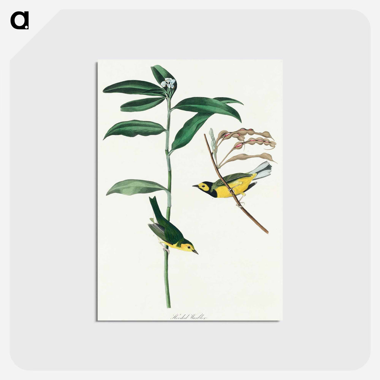 アートポストカード-Hooded Warbler from Birds of America
 - アメリカの鳥たち Postcard.