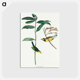 アートポストカード-Hooded Warbler from Birds of America
 - アメリカの鳥たち Postcard.