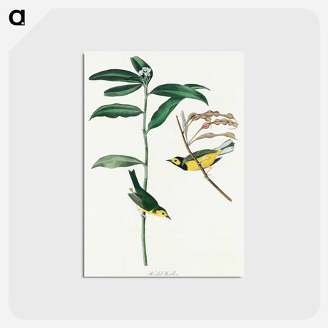 アートポストカード-Hooded Warbler from Birds of America
 - アメリカの鳥たち Postcard.