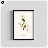 Spotted Sericornis
 - オーストラリアの鳥 Poster.