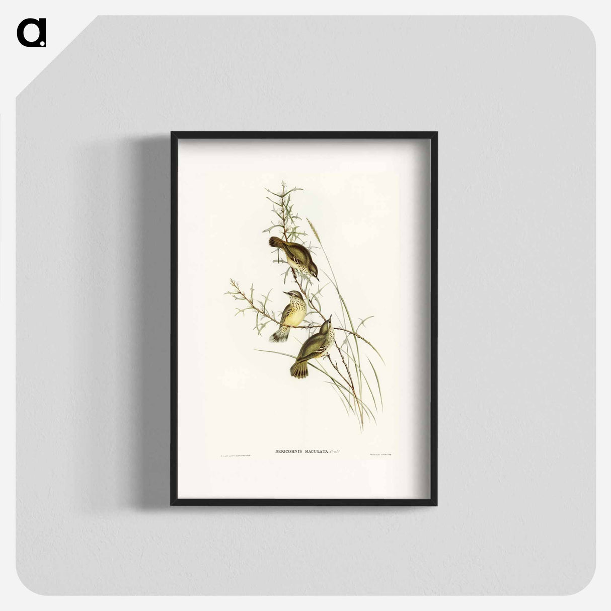 アートポスター-Spotted Sericornis
 - オーストラリアの鳥 Poster.