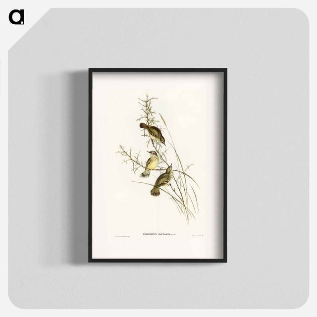 アートポスター-Spotted Sericornis
 - オーストラリアの鳥 Poster.