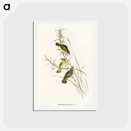 アートポストカード-Spotted Sericornis
 - オーストラリアの鳥 Postcard.