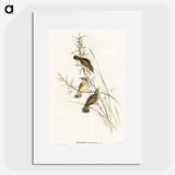 Spotted Sericornis
 - オーストラリアの鳥 Poster.