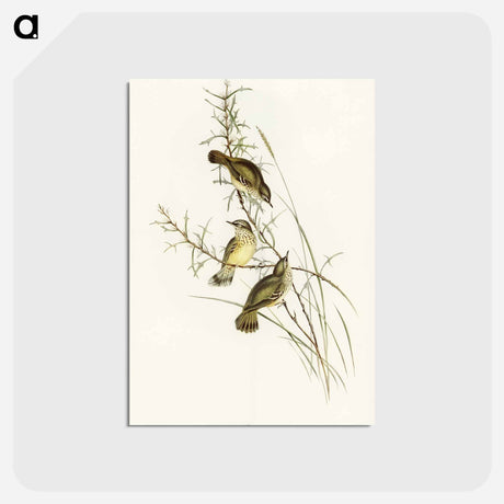アートポストカード-Spotted Sericornis
 - オーストラリアの鳥 Postcard.