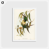 アートポストカード-Swift Lorikeet
 - ジョン グールド Postcard.