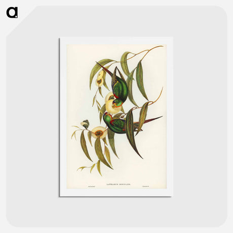 アートポストカード-Swift Lorikeet
 - ジョン グールド Postcard.