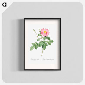 アートポスター-Single-Flowered Cabbage Rose - ピエール ジョゼフ ルドゥーテ Poster.