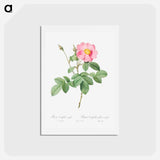 アートポストカード-Single-Flowered Cabbage Rose - ピエール ジョゼフ ルドゥーテ Postcard.