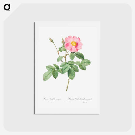 アートポストカード-Single-Flowered Cabbage Rose - ピエール ジョゼフ ルドゥーテ Postcard.