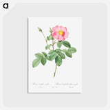 アートポストカード-Single-Flowered Cabbage Rose - ピエール ジョゼフ ルドゥーテ Postcard.