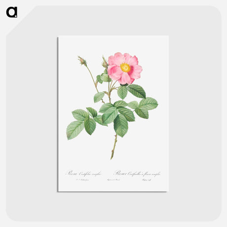 アートポストカード-Single-Flowered Cabbage Rose - ピエール ジョゼフ ルドゥーテ Postcard.