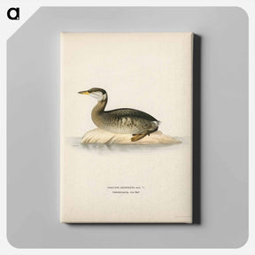 アートパネル-Red-Necked Grebe
 - スヴェンスカ フォグラル Canvas.
