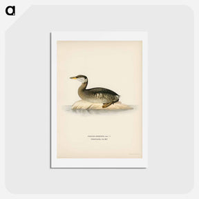 アートポストカード-Red-Necked Grebe
 - スヴェンスカ フォグラル Postcard.