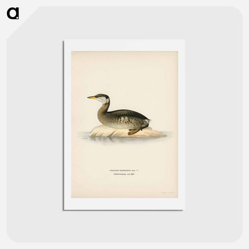 Red-Necked Grebe
 - スヴェンスカ フォグラル Postcard.