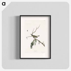 アートポスター-Red-eyed Vireo from Birds of America
 - アメリカの鳥たち Poster.