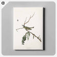 アートパネル-Red-eyed Vireo from Birds of America
 - アメリカの鳥たち Canvas.