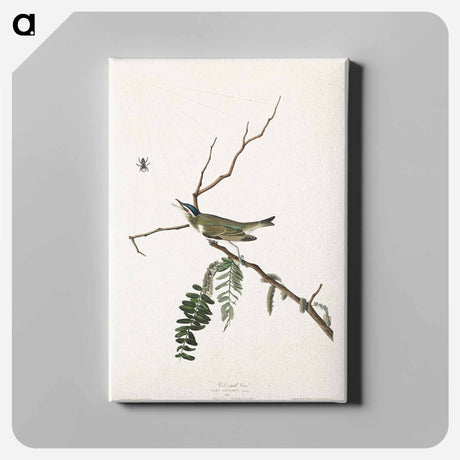 アートパネル-Red-eyed Vireo from Birds of America
 - アメリカの鳥たち Canvas.