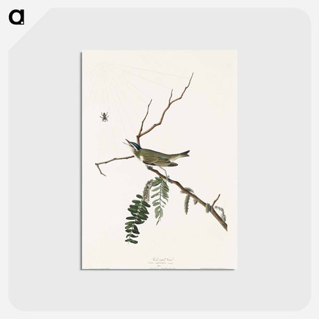 アートポストカード-Red-eyed Vireo from Birds of America
 - アメリカの鳥たち Postcard.