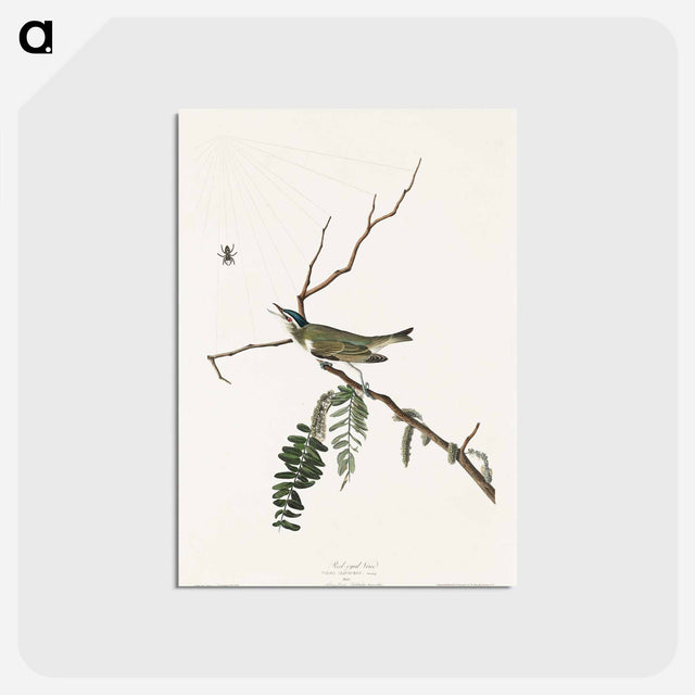 アートポストカード-Red-eyed Vireo from Birds of America
 - アメリカの鳥たち Postcard.