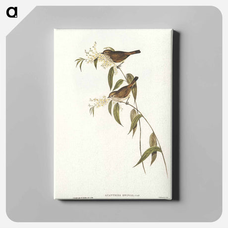 アートパネル-Ewing's Acanthiza
 - オーストラリアの鳥 Canvas.