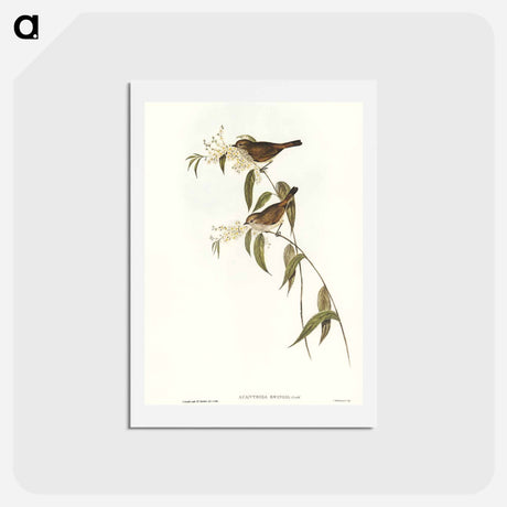 アートポストカード-Ewing's Acanthiza
 - オーストラリアの鳥 Postcard.