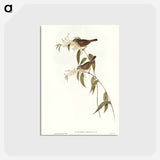 アートポストカード-Ewing's Acanthiza
 - オーストラリアの鳥 Postcard.